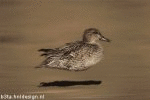 Duckie