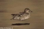 Duckie 2 (animated)