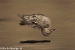 Duckie 3 (animated)