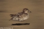 Duckie 4 (animated)