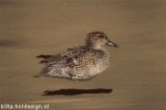 Duckie 5 (animated)