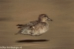 Duckie 6 (animated)