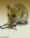 Mouse & Cat game (animated)