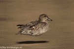 Rocks, Duckie (animated)