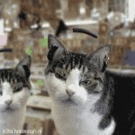 House Cats (animated)