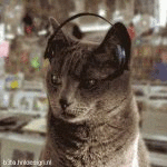 Funkcat (animated)