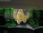 Jesus Christ!! DRIVE!! (animated)