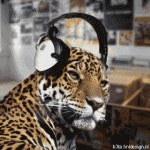 Wildlife Wilf (animated)