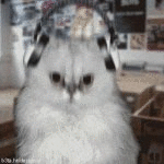 The Record Store Cats