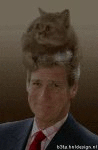 The cat on the head (animated)