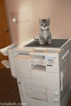 Copy Cat (animated)