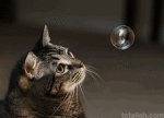 Bubbles! (animated)