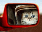 Purrrally (animated)