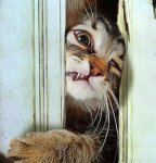 Heeeeeere's... kitty?